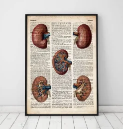 Codex Anatomicus Kidney & Liver^Geometric kidney - Old dictionary page