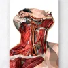 Codex Anatomicus Head & Face^Geometric neck anatomy art