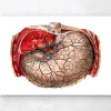Codex Anatomicus Digestive System^Geometric stomach anatomy