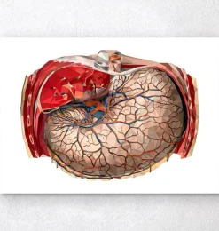 Codex Anatomicus Digestive System^Geometric stomach anatomy