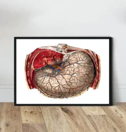 Codex Anatomicus Digestive System^Geometric stomach anatomy