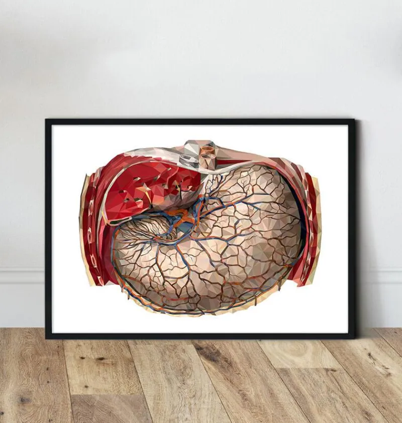 Codex Anatomicus Digestive System^Geometric stomach anatomy