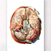 Codex Anatomicus Brain Anatomy^Geometrical brain anatomy II