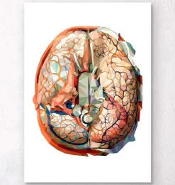 Codex Anatomicus Brain Anatomy^Geometrical brain anatomy II