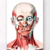 Codex Anatomicus Head & Face^Geometrical face anatomy I