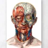 Codex Anatomicus Head & Face^Geometrical face anatomy II