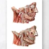 Codex Anatomicus Head & Face^Geometrical face anatomy III
