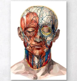 Codex Anatomicus Head & Face^Geometrical face anatomy II