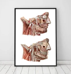 Codex Anatomicus Head & Face^Geometrical face anatomy III