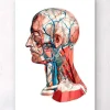 Codex Anatomicus Head & Face^Geometrical head anatomy I