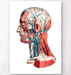Codex Anatomicus Head & Face^Geometrical head anatomy I