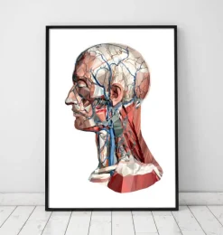 Codex Anatomicus Head & Face^Geometrical head anatomy I