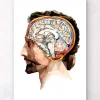 Codex Anatomicus Head & Face | Brain Anatomy^Geometrical head and brain II