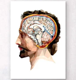 Codex Anatomicus Head & Face | Brain Anatomy^Geometrical head and brain II