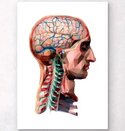 Codex Anatomicus Head & Face | Brain Anatomy^Geometrical head and brain