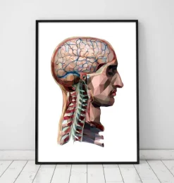 Codex Anatomicus Head & Face | Brain Anatomy^Geometrical head and brain