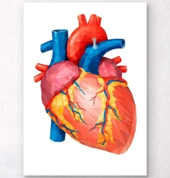 Codex Anatomicus Heart Anatomy^Geometrical heart anatomy II