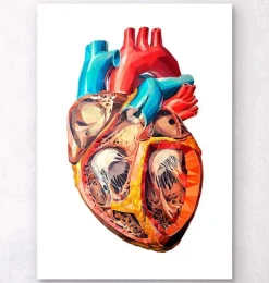 Codex Anatomicus Heart Anatomy^Geometrical heart anatomy