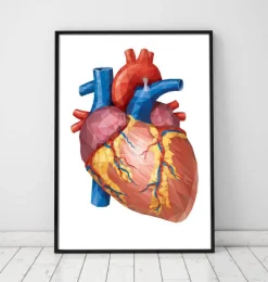 Codex Anatomicus Heart Anatomy^Geometrical heart anatomy II