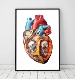 Codex Anatomicus Heart Anatomy^Geometrical heart anatomy