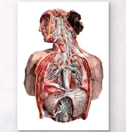 Codex Anatomicus Full Body Anatomy | Lungs Anatomy^Geometrical human anatomy