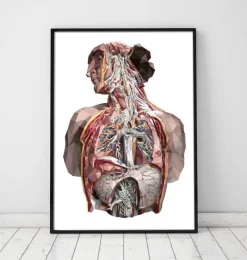 Codex Anatomicus Full Body Anatomy | Lungs Anatomy^Geometrical human anatomy