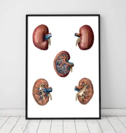 Codex Anatomicus Kidney & Liver^Geometrical kidney anatomy