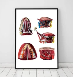 Codex Anatomicus Various Organs^Geometrical tongue anatomy