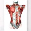 Codex Anatomicus Full Body Anatomy^Geometrical torso anatomy