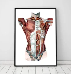 Codex Anatomicus Full Body Anatomy^Geometrical torso anatomy