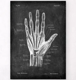 Codex Anatomicus Hands & Legs^Hand anatomy - Chalkboard