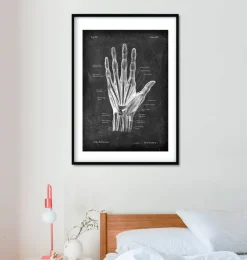 Codex Anatomicus Hands & Legs^Hand anatomy - Chalkboard