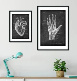 Codex Anatomicus Hands & Legs^Hand anatomy - Chalkboard