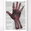 Codex Anatomicus Hands & Legs^Hand anatomy - Dictionary page
