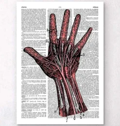 Codex Anatomicus Hands & Legs^Hand anatomy - Dictionary page