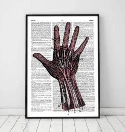 Codex Anatomicus Hands & Legs^Hand anatomy - Dictionary page