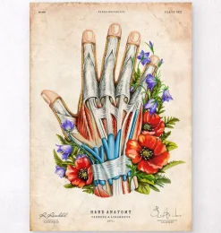 Codex Anatomicus Hands & Legs^Hand anatomy - Floral - Vintage