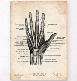 Codex Anatomicus Hands & Legs^Hand anatomy print II
