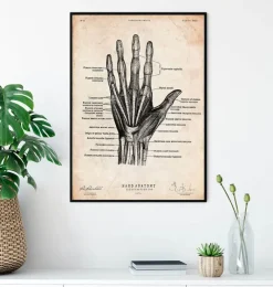 Codex Anatomicus Hands & Legs^Hand anatomy print II