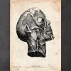 Codex Anatomicus Head & Face^Head anatomy print