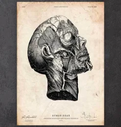 Codex Anatomicus Head & Face^Head anatomy print