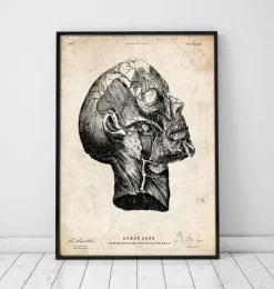 Codex Anatomicus Head & Face^Head anatomy print