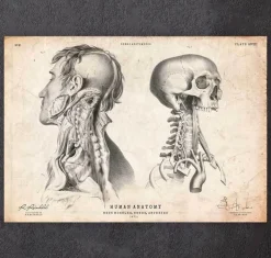 Codex Anatomicus Head & Face^Head anatomy print IV