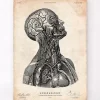 Codex Anatomicus Head & Face^Head anatomy print VI