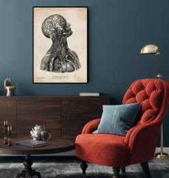 Codex Anatomicus Head & Face^Head anatomy print VI