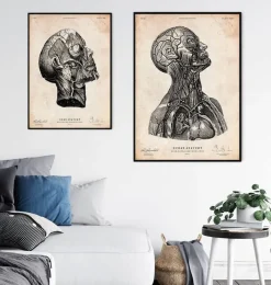 Codex Anatomicus Head & Face^Head anatomy print VI