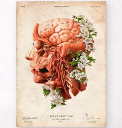 Codex Anatomicus Head & Face | Brain Anatomy^Head, Brain and Arteries anatomy - Floral - Vintage
