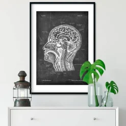 Codex Anatomicus Brain Anatomy^Head section anatomy - Chalkboard