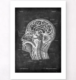 Codex Anatomicus Brain Anatomy^Head section anatomy - Chalkboard