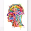 Codex Anatomicus Head & Face^Head section anatomy art - Watercolor splash